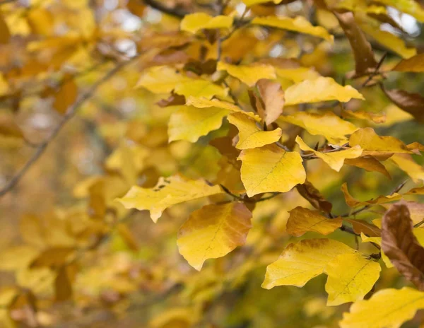 Jesienne Liście Jesienna Flora — Zdjęcie stockowe