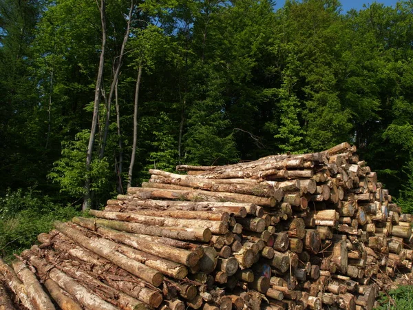 丸太や薪の幹 — ストック写真