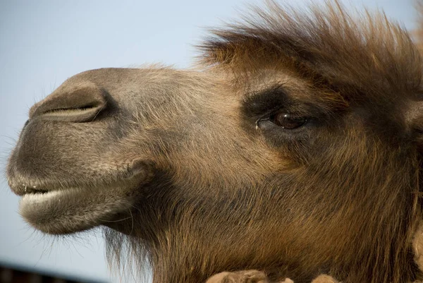 Κλείσιμο Καμήλας — Φωτογραφία Αρχείου