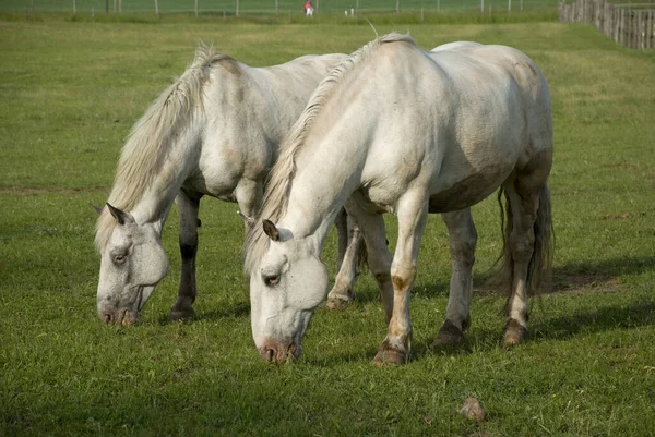 Две Белые Лошади Пастбище — стоковое фото