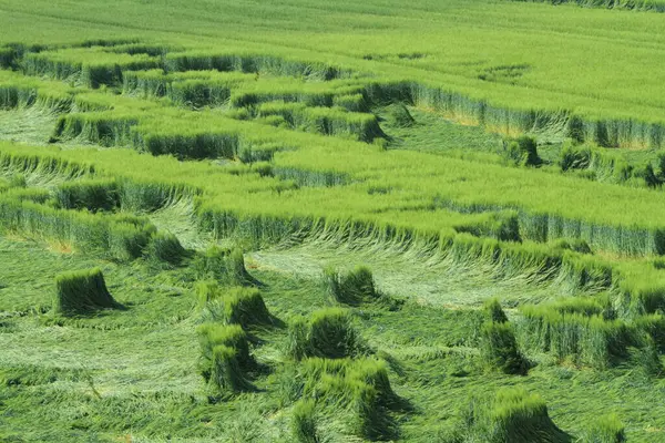 Colheita Perda Cereal Field — Fotografia de Stock