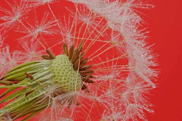 Bella Vista Del Fiore Dente Leone Naturale — Foto Stock