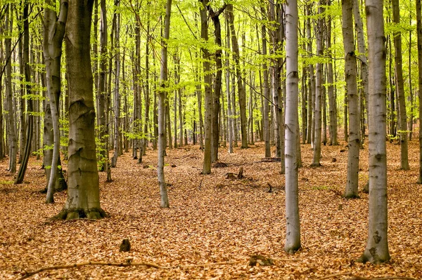 Prachtig Bos Natuur Achtergrond — Stockfoto