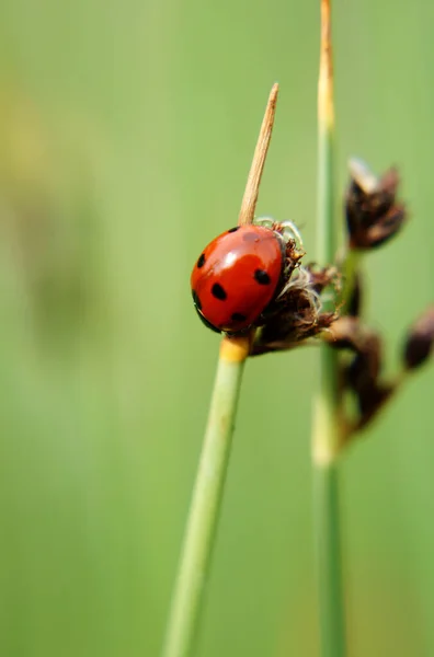 Close Van Een Lieveheersbeestje Coccinellidae Die Een Grasspriet Beklimt — Stockfoto