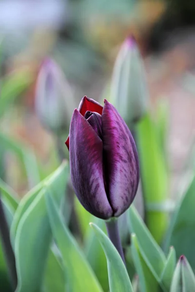 Malebný Pohled Krásné Tulipánové Květy — Stock fotografie