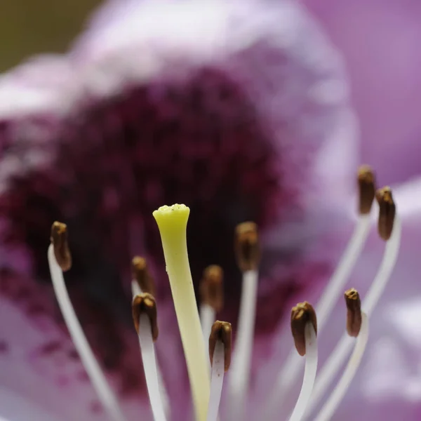 Candela Pétalos Flores Flora — Foto de Stock