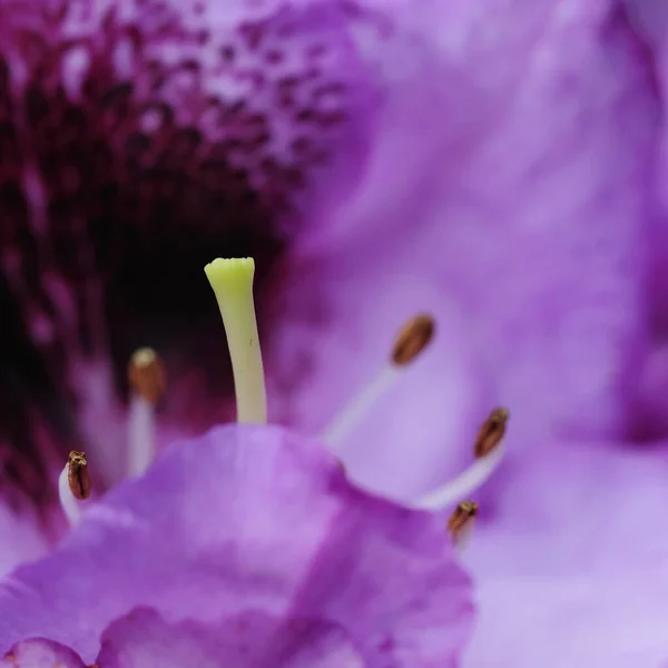 Candela Pétalos Flores Flora — Foto de Stock