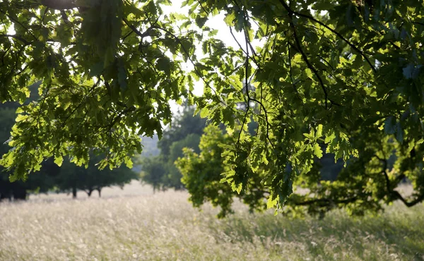Karmienie Łąki Zielonych Drzew Wiosną Wieczornym Podświetleniu — Zdjęcie stockowe