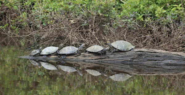 Parque Naturalny Rio Yacuma — Zdjęcie stockowe