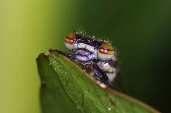 Odonata 잠자리 식물상 동물상 — 스톡 사진