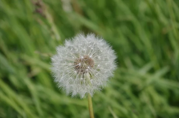 Belle Vue Sur Fleur Naturelle Pissenlit — Photo