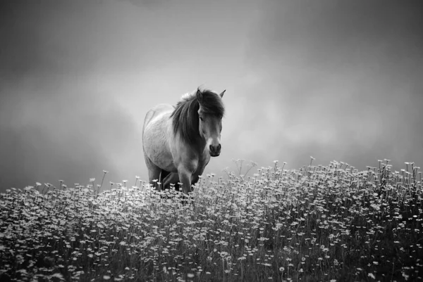 Лошадь Чёрном Белом — стоковое фото
