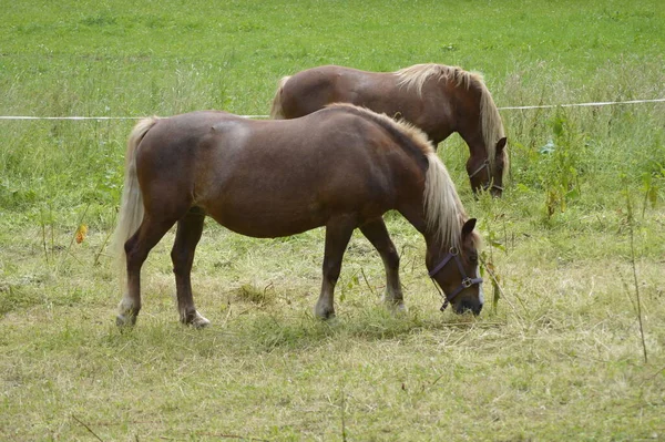 Cheval Dans Champ — Photo