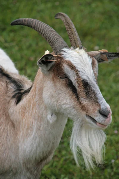 Goat Grass — стоковое фото