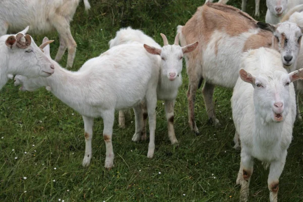 Zwei Ziegen Auf Dem Feld — Stockfoto