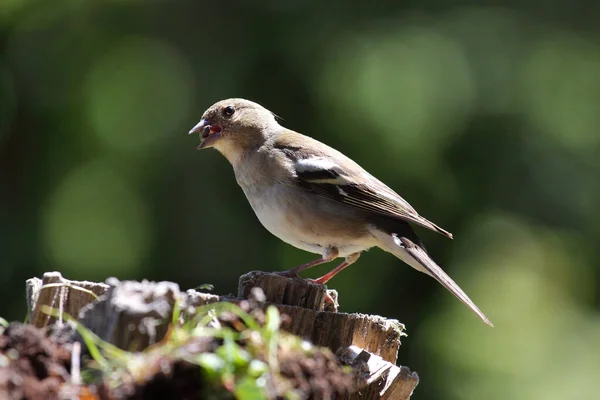 Schilderachtig Uitzicht Van Mooie Schattige Vink Vogel — Stockfoto