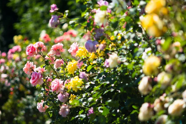 Ogród Różami Różany Patyk Kwiatem — Zdjęcie stockowe