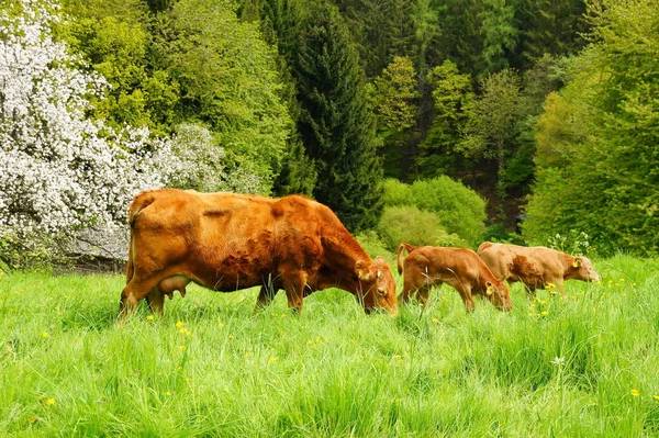Hnědé Krávy Pastvinách — Stock fotografie