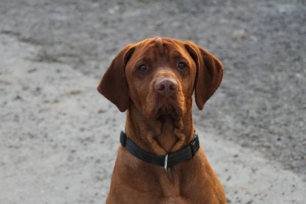 Ungarischer Vizsla Brauner Hund — Stockfoto