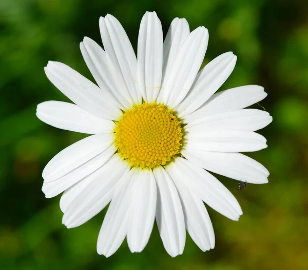 Vista Cênica Belas Flores Marguerite — Fotografia de Stock
