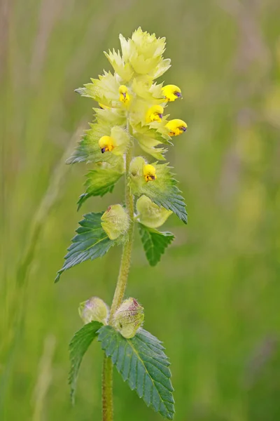 Krásný Botanický Záběr Přírodní Tapety — Stock fotografie