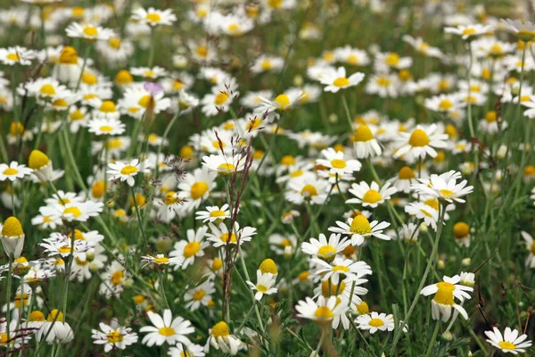 Kamille Blüht Blütenblätter Feldflora — Stockfoto