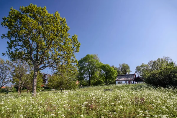 Idyllisches Ferienhaus Mit Frühlingswiese Auf Bornholm Dänemark — Stockfoto