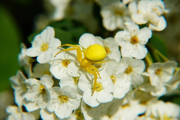 Krabbenspinne Auf Weißdornblüten — Stockfoto