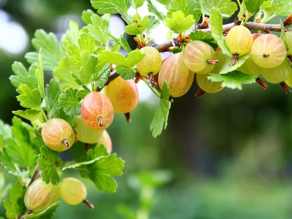 Manzanas Maduras Rama — Foto de Stock