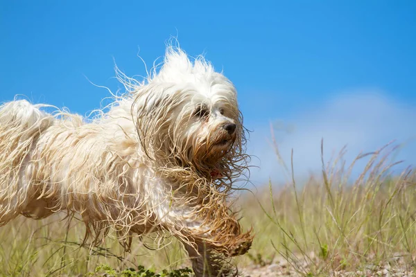 A cheerful wet and slightly dirty dog plays on a meadow,in the background blue sky.