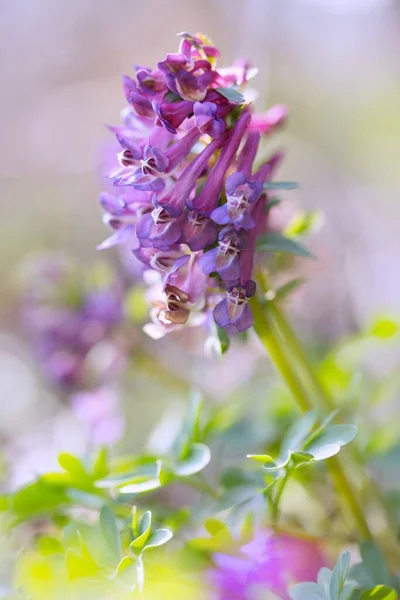 Палец Жаворонка Шпора Tubered Corydalis — стоковое фото