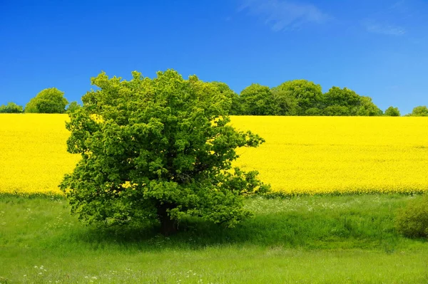 Blue Sky Yellow Rapeseed Green Meadow Oak — Stock Photo, Image