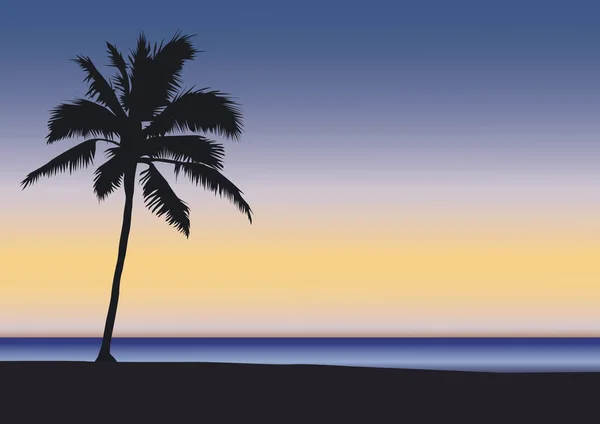 Palm Tree Difusen Evening Light Beach — Stock Photo, Image