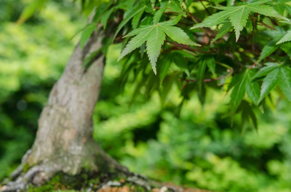 Zbliżenie Liści Bonsai Klon Drzewo — Zdjęcie stockowe