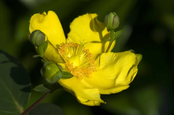 Żółte Płatki Kwiatów Flora Liście — Zdjęcie stockowe