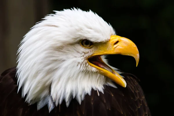 Närbild Skallig Örn Haliaeetus Leucocephalus — Stockfoto