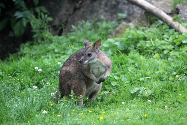 Kangoeroe Zak Dier Flora Fauna — Stockfoto