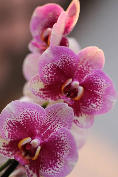 Pétalas Flor Orquídea Flora — Fotografia de Stock