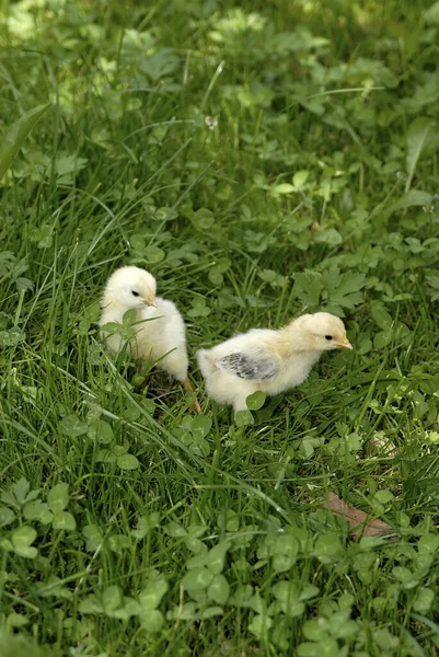 병아리 — 스톡 사진