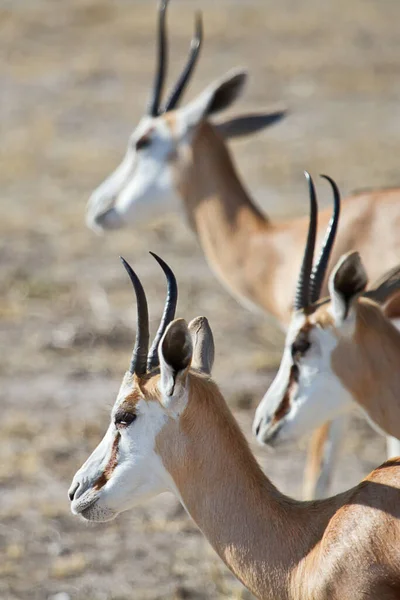 Herd Springboks Sunny Day — Stock Photo, Image