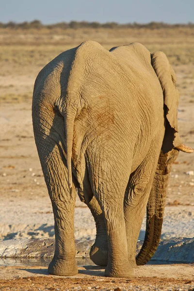 Ελέφαντας Στο Εθνικό Πάρκο Etosha Namibia — Φωτογραφία Αρχείου