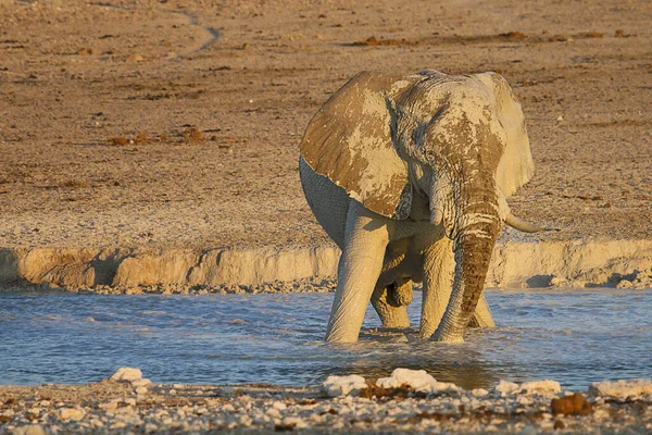 Éléphant Dans Savane Africaine — Photo