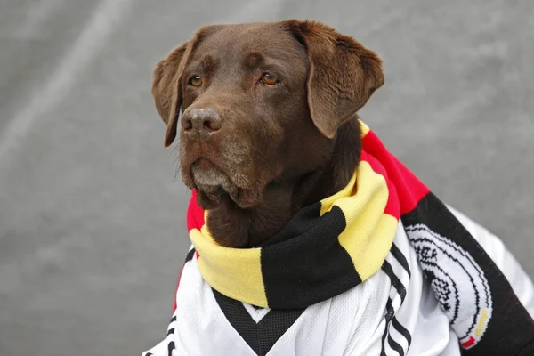 Labrador Camisa Futebol Alemã — Fotografia de Stock
