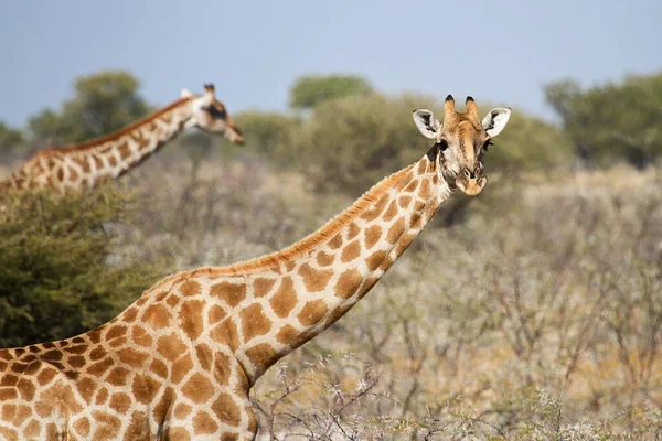 Savannah Giraffa Animali Giraffe Alte — Foto Stock