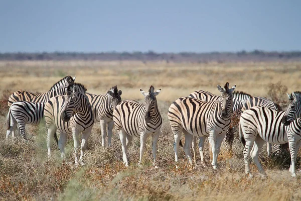 Svart Och Vit Zebra Djur — Stockfoto