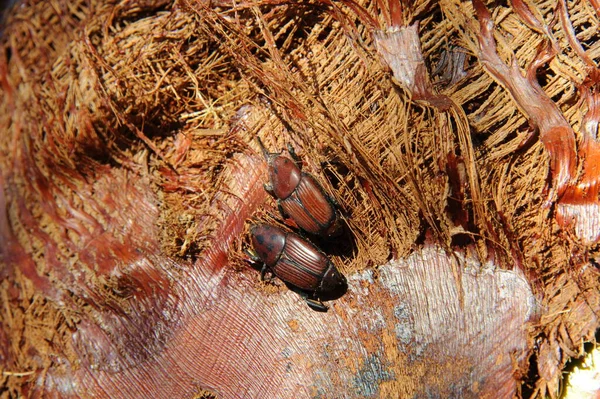 Picudo Rojo Rhynchophorus Ferrugineus Červený Palmový Brouk — Stock fotografie