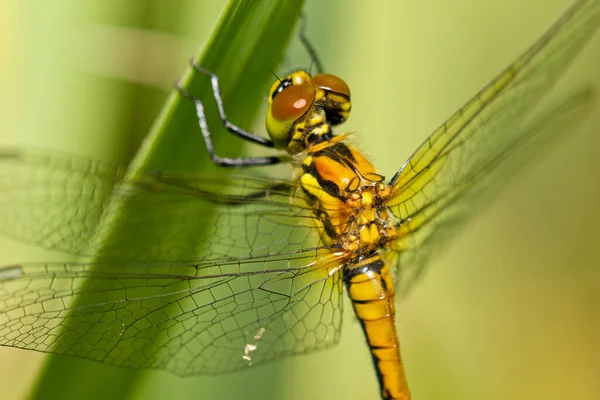 Odonata Inseto Libélula Flora Fauna — Fotografia de Stock