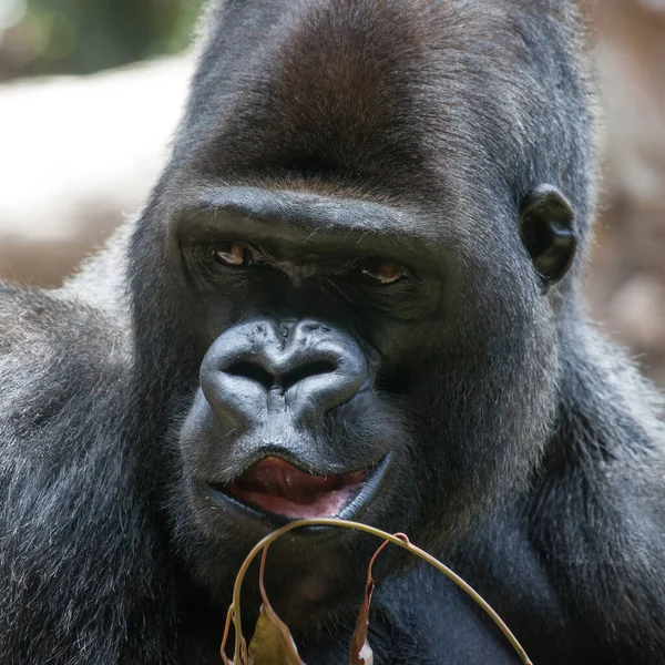 Goril Hayvan Maymun Maymun Maymun — Stok fotoğraf