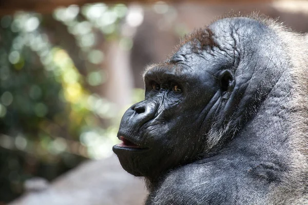 Gorilla Animal Ape Monkey — Stock Photo, Image