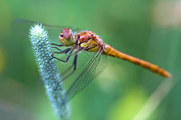 Odonata Insectos Libélula Flora Fauna —  Fotos de Stock